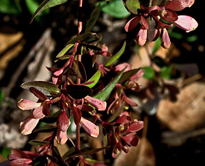 Abelia x grandiflora 'Edward Goucher'